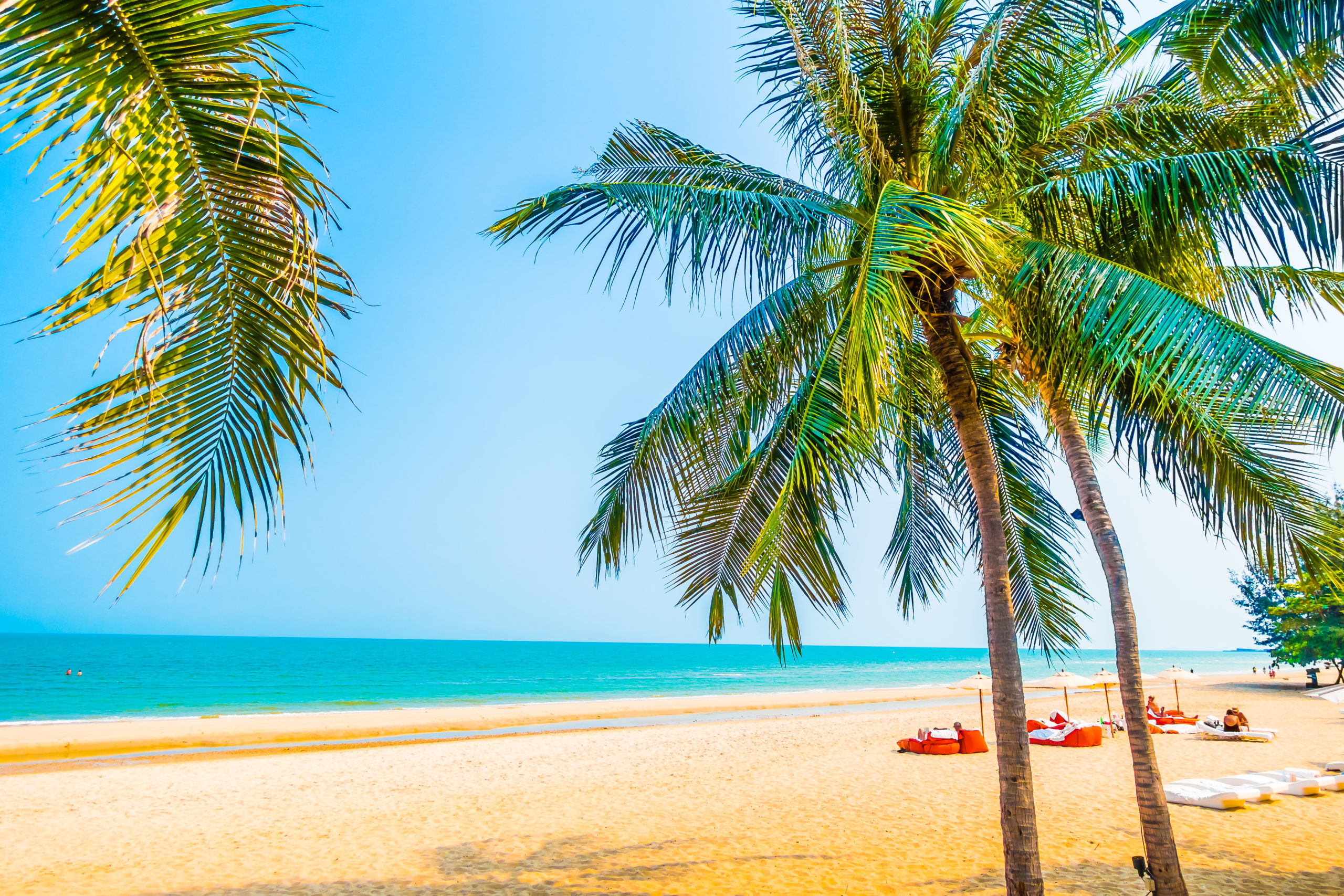 beautiful palm tree beach scaled